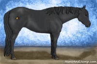 Horse Color:Black and Black Rabicano