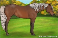 Horse Color:Silver Bay 