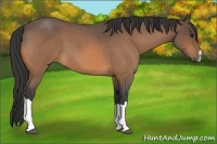 Horse Color:Buckskin Roan 