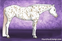 Horse Color:Liver Red Dun Appaloosa