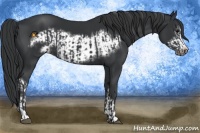 Horse Color:Black  and Black Frame 