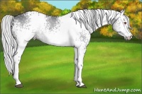 Horse Color:White Spotted Silver Black Chinchilla 