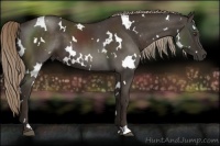 Horse Color:White Spotted Liver Chestnut 