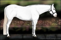 Horse Color:Chestnut Appaloosa 