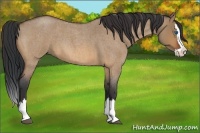 Horse Color:Bay Roan Dun Splash
