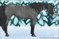 Horse Color:Blue Roan Splash 