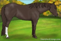 Horse Color:Liver Chestnut 