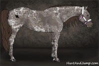 Horse Color:Liver Chestnut Ice 