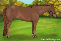 Horse Color:Chestnut 