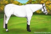 Horse Color:Bay Splash Appaloosa 