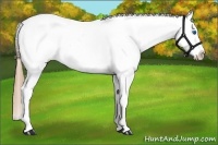 Horse Color:Chestnut Splash Appaloosa 