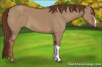 Horse Color:Red Dun 