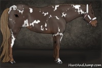 Horse Color:White Spotted Liver Chestnut 