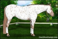 Horse Color:Chestnut Near Leopard 