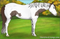 Horse Color:Liver Red Roan Splash Tobiano