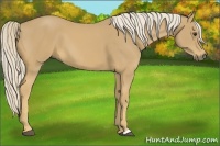 Horse Color:Palomino