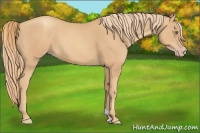 Horse Color:Gold Champagne 