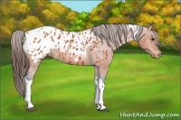 Horse Color:Bay Tobiano Appaloosa 