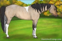 Horse Color:Buckskin Roan Dun Tobiano 