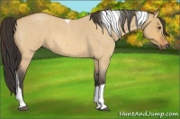 Horse Color:Buckskin Roan Dun Tobiano