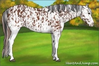 Horse Color:White Spotted Bay and Bay Splash Appaloosa