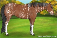 Horse Color:White Spotted Bay Rabicano and Bay Tobiano