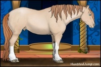 Horse Color:Buckskin Pearl 
