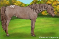 Horse Color:Chestnut Appaloosa 