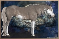 Horse Color:Silver Black Sabino 