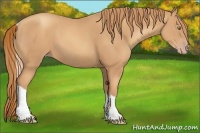 Horse Color:Gold Champagne Tobiano