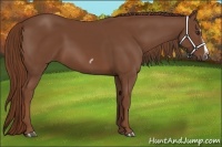 Horse Color:Chestnut Splash Frame 