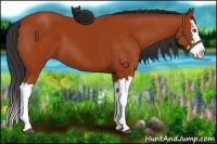 Horse Color:Bay Splash 