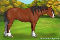 Horse Color:Bay Sabino