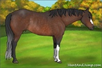 Horse Color:Bay Rabicano 