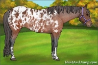 Horse Color:Brown Appaloosa  and Brown Appaloosa Rabicano 