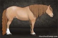 Horse Color:Bay Pearl Sabino 