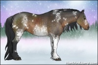 Horse Color:White Spotted Brown 