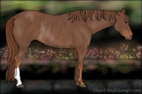 Horse Color:Chestnut Rabicano 