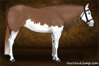 Horse Color:Chestnut Splash 