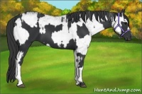 Horse Color:Black and White Spotted Black