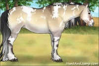 Horse Color:White Spotted Bay Onyx Rabicano 