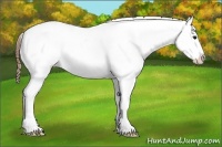 Horse Color:White Spotted Buckskin Appaloosa 