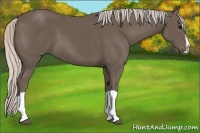 Horse Color:Silver Black Splash