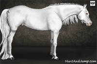 Horse Color:Silver Black Chinchilla Sabino Leopard 