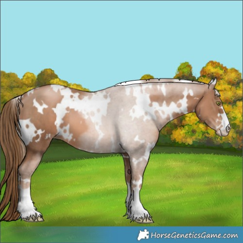 Horse Color:White Spotted Liver Chestnut Pearl