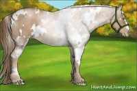 Horse Color:White Spotted Liver Chestnut Pearl 