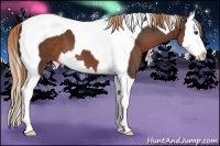 Horse Color:Liver Chestnut Splash Tobiano 