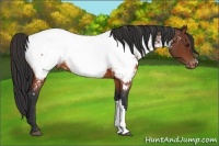 Horse Color:Brown Appaloosa 
