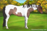 Horse Color:Brown Roan Tobiano Varnish Rabicano 