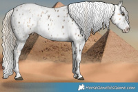 Horse Color:Chocolate Palomino Leopard and Palomino Roan Leopard